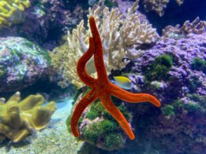 aquarium-la-rochelle